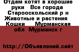 Отдам котят в хорошие руки - Все города, Старооскольский р-н Животные и растения » Кошки   . Мурманская обл.,Мурманск г.